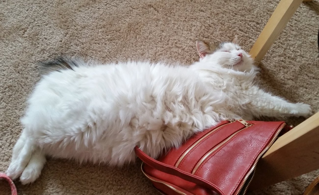 wealthy cat